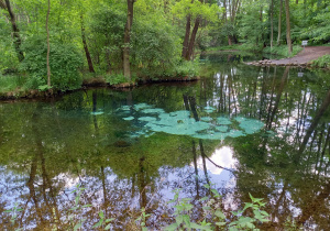 Niebieskie źródła gr 3